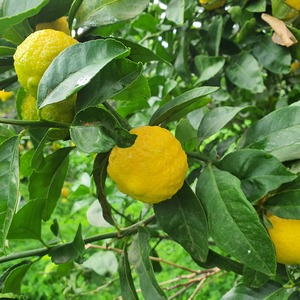 TCF-290-ID Lima Clam