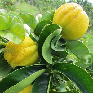 TCF-294-ID Mellarosa