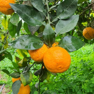 TCF-303-ID European Yuzu - Ichang-pur