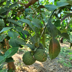 TCF-304-ID Papeda Ichang