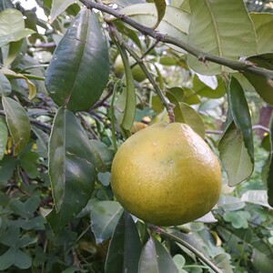 TCF-306-ID Satkara - Papeda from Melanesia