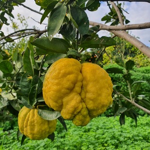 TCF-310-ID Oni Yuzu - Shishi Yuzu