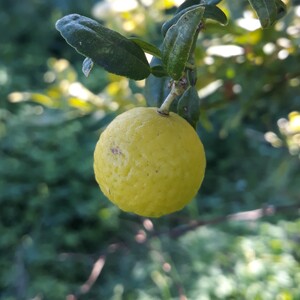 TCF-314-ID Papeda small fruit - Samuyao