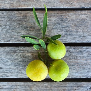 Taronger glauca - Eremorange