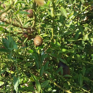 Llima dit - Caviar cítric