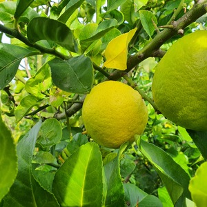 TCF-322-ID Poncil of Ojós