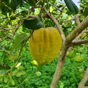 TCF-323-ID from Corsica