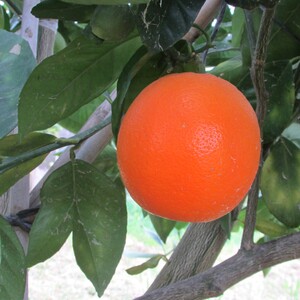 TCF-326-ID Sanguinello Moscat Nucelar