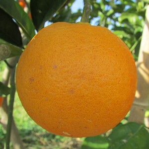 TCF-329-ID Vainilla sanguina