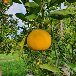 TCF-346-ID Valentine