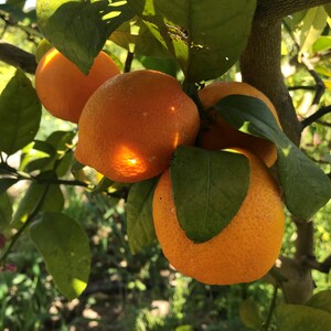 Rangpur Santa Barbara