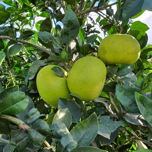 TCF-374-ID Oroblanco