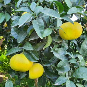 TCF-385-ID Marsh Pink - Thompson