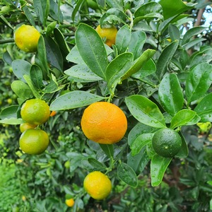 TCF-411-ID Calamondin - Calamansi
