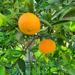 TCF-418-ID Tangor Ota 7