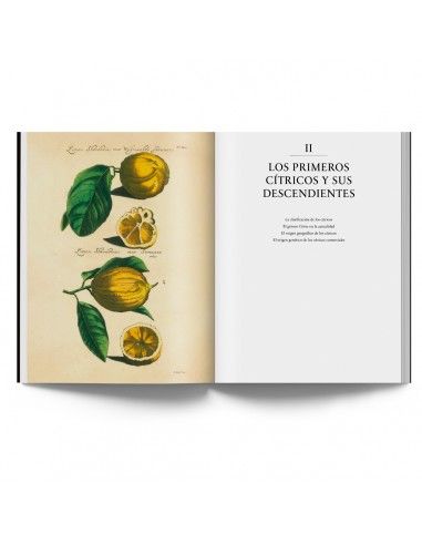 Los cítricos. Un viaje a través de la historia y del arte - Imagen 7