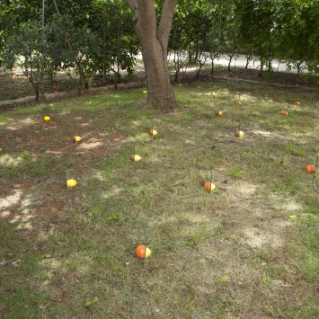 Naranjas y limones_Miguel Angel Moreno Carretero_Poecítrics©Pere Millet