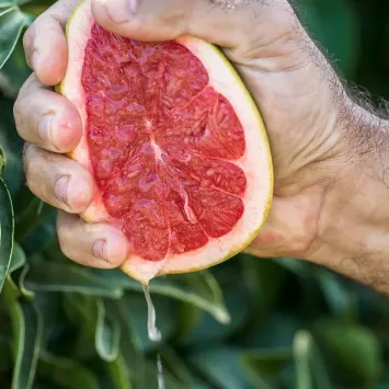 Pomelo recién recolectado.jpg