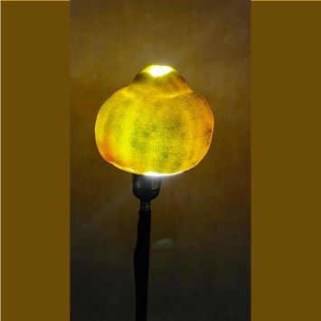 Citrus lamp