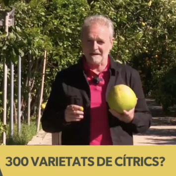 Todoli Citrus_A Punt_Joan Miquel Llopis
